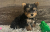 Photo №1. yorkshire terrier - for sale in the city of Berlin | 370$ | Announcement № 107525