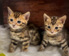 Photo №1. bengal cat - for sale in the city of Vienna | negotiated | Announcement № 74465