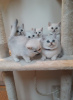 Photo №4. I will sell british shorthair in the city of Аугсбург. private announcement, breeder - price - 370$