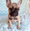 Photo №2 to announcement № 80366 for the sale of french bulldog - buy in Netherlands private announcement