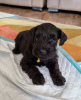 Photo №3. Beautiful Vaccinated Schnauzer puppies available for sale now for loving homes. Spain