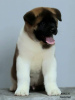 Photo №4. I will sell american akita in the city of Москва. from nursery - price - negotiated
