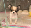 Photo №2 to announcement № 87897 for the sale of chihuahua - buy in Germany private announcement