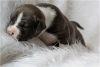 Photo №1. american staffordshire terrier - for sale in the city of Kiev | 650$ | Announcement № 13786