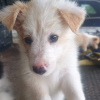 Photo №1. border collie - for sale in the city of Zagreb | 370$ | Announcement № 80688