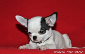 Photo №4. I will sell chihuahua in the city of Pinery. from nursery - price - 325$