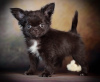Photo №3. Purebred snub-nosed Chihuahuas of rare colors with a full package of documents. Russian Federation