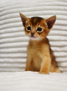 Photo №1. abyssinian cat - for sale in the city of Minsk | 310$ | Announcement № 2364