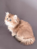 Photo №4. I will sell british longhair in the city of Эстринген. breeder - price - 1268$