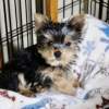 Additional photos: Yorkshire Terrier,