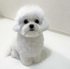 Photo №1. bichon frise - for sale in the city of Geneva | negotiated | Announcement № 97369