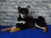 Photo №4. I will sell shiba inu in the city of Mariupol. private announcement - price - negotiated