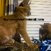 Additional photos: Caracal Cats and kittens