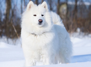 Photo №4. Mating samoyed dog in Belarus. Announcement № 401