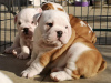 Photo №1. english bulldog - for sale in the city of Berlin | Is free | Announcement № 30196