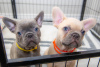 Photo №1. french bulldog - for sale in the city of Berlin | Is free | Announcement № 120484