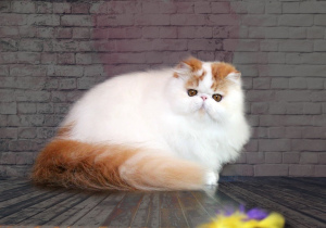 Photo №2 to announcement № 4091 for the sale of persian cat - buy in Ukraine from nursery