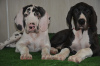 Additional photos: Great Dane, puppies