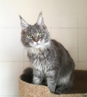 Photo №2 to announcement № 5954 for the sale of maine coon - buy in Russian Federation from nursery