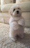 Additional photos: Maltese puppies of 8 weeks available