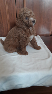 Photo №2 to announcement № 6251 for the sale of poodle (toy) - buy in Ukraine breeder