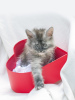 Photo №4. I will sell maine coon in the city of Lviv. from nursery - price - 500$