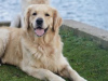 Photo №1. golden retriever - for sale in the city of Los Angeles | Is free | Announcement № 57457