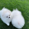 Photo №2 to announcement № 118234 for the sale of pomeranian - buy in Germany private announcement