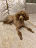 Photo №4. I will sell poodle (toy) in the city of Minsk. private announcement - price - 1585$