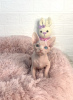 Photo №2 to announcement № 102241 for the sale of sphynx-katze - buy in Turkey breeder