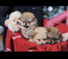 Photo №1. pomeranian - for sale in the city of Werbass | negotiated | Announcement № 84455