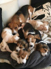 Photo №2 to announcement № 111711 for the sale of beagle - buy in Spain breeder