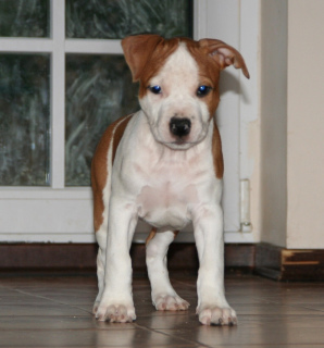 Photo №4. I will sell american staffordshire terrier in the city of Gatchina. from nursery - price - 705$