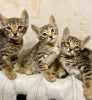 Photo №1. bengal cat - for sale in the city of Bern | negotiated | Announcement № 120125