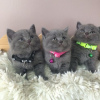 Photo №1. british shorthair - for sale in the city of London | negotiated | Announcement № 118775