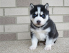 Photo №1. siberian husky - for sale in the city of Blitchton | negotiated | Announcement № 44312