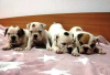 Photo №1. english bulldog - for sale in the city of Werbass | negotiated | Announcement № 76625