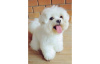 Photo №2 to announcement № 11559 for the sale of maltese dog - buy in United States private announcement