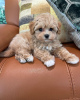 Photo №3. Maltipoo. Germany