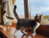 Photo №2 to announcement № 13983 for the sale of maine coon - buy in Ukraine from nursery