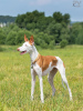 Photo №4. I will sell ibizan hound in the city of Москва. breeder - price - negotiated