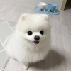 Photo №3. Gorgeous Pomeranian Puppies for sale. Germany