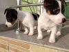 Photo №1. jack russell terrier - for sale in the city of Bastogne | 402$ | Announcement № 96330