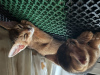 Photo №4. I will sell abyssinian cat in the city of Gomel. from nursery - price - negotiated