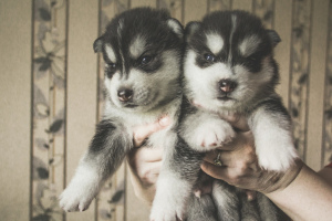 Photo №2 to announcement № 3522 for the sale of siberian husky - buy in Belarus from nursery