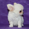 Photo №3. Chihuahua MINI boy pet. Russian Federation