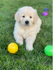 Photo №1. golden retriever - for sale in the city of Stockholm | negotiated | Announcement № 113240