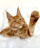 Photo №2 to announcement № 103770 for the sale of maine coon - buy in Germany breeder