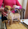 Photo №4. I will sell chihuahua in the city of Москва. from nursery, breeder - price - 586$