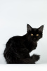 Photo №4. I will sell maine coon in the city of Odessa. breeder - price - negotiated